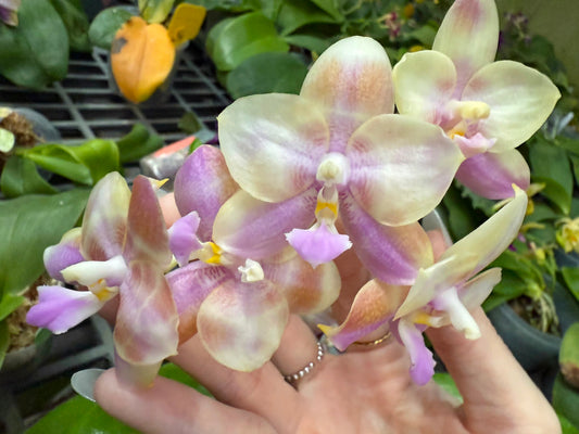 Phalaenopsis MiucoChen’s Peach Macaron