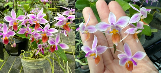 Phalaenopsis equestris Orange x sib