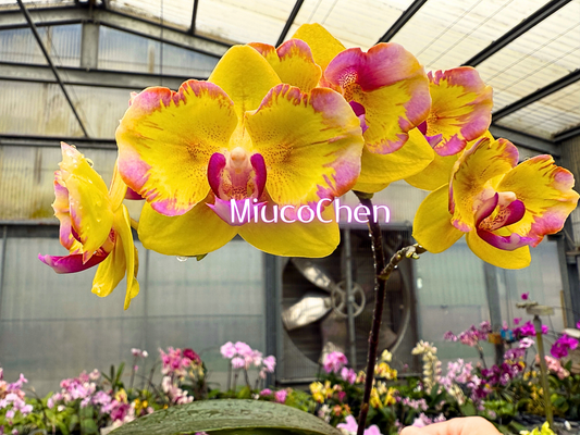 Phalaenopsis Yellow Freed - Peloric