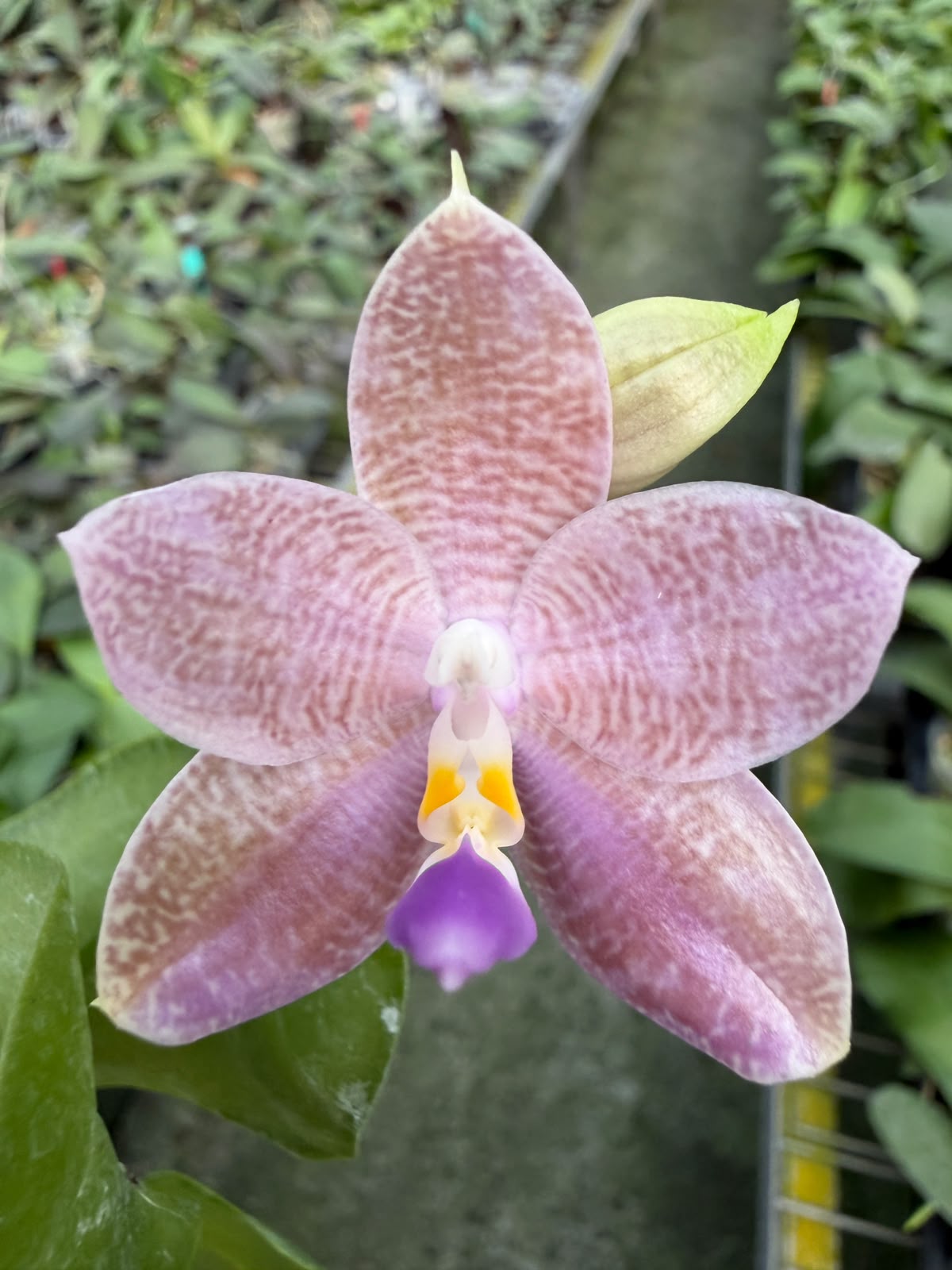 Phalaenopsis Mori Java Prince