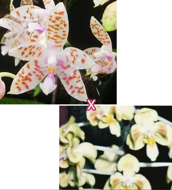 HCorchids
