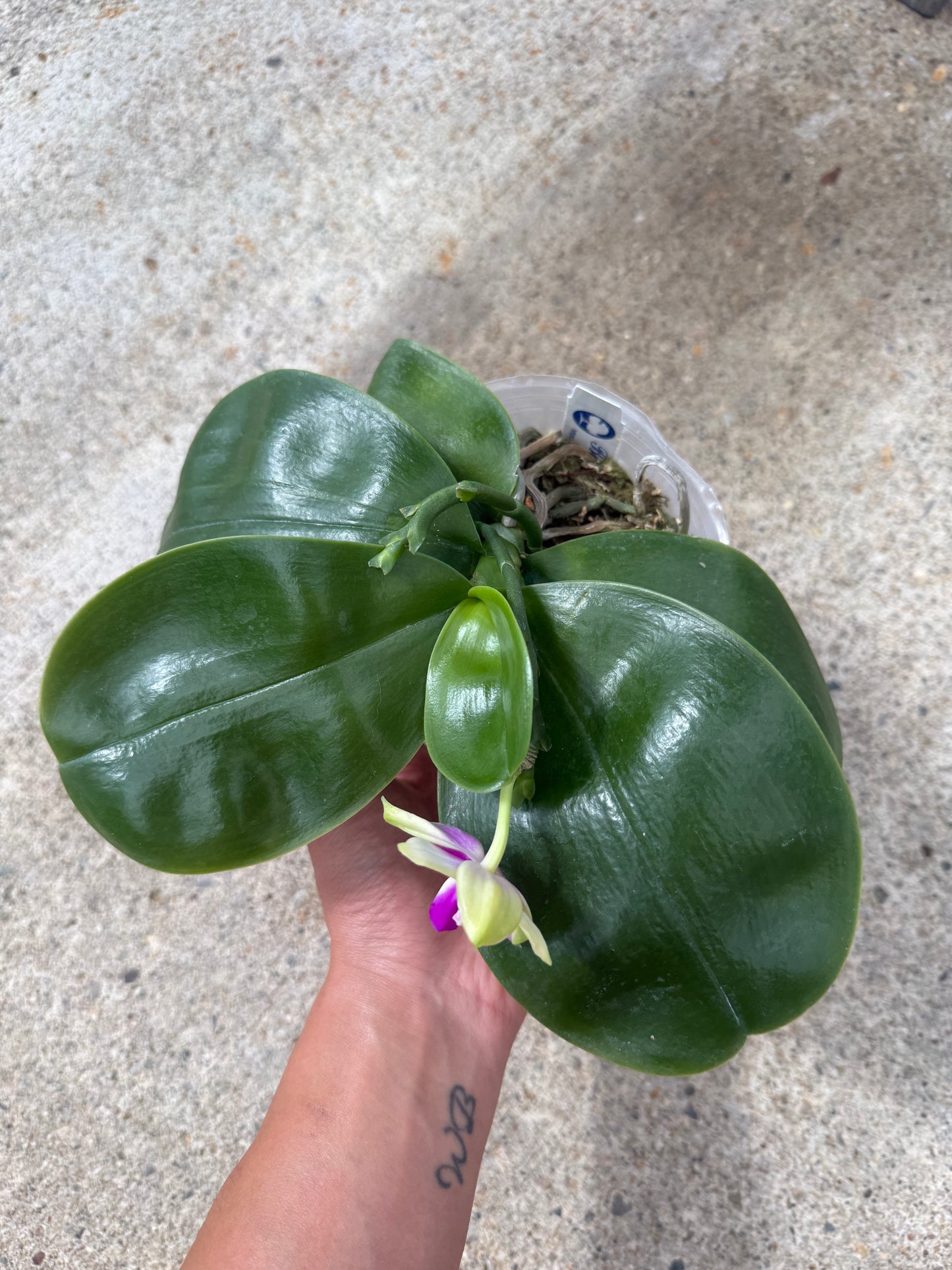 Phalaenopsis (Summer Beauty x Mituo Love)