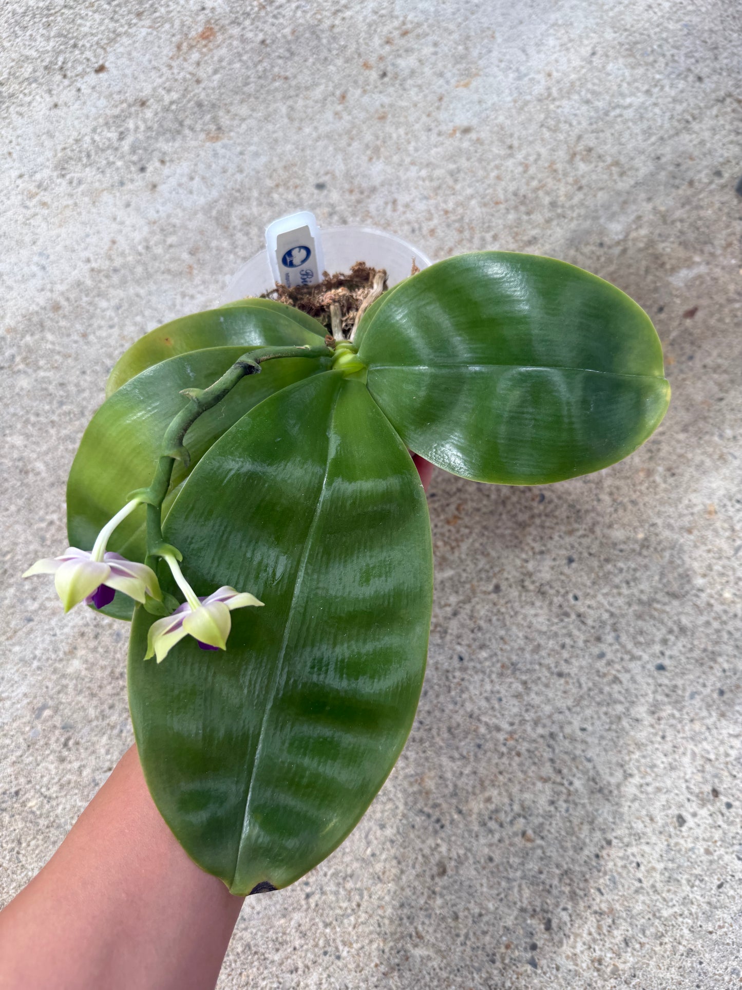 Phalaenopsis bellina coerulea Select
