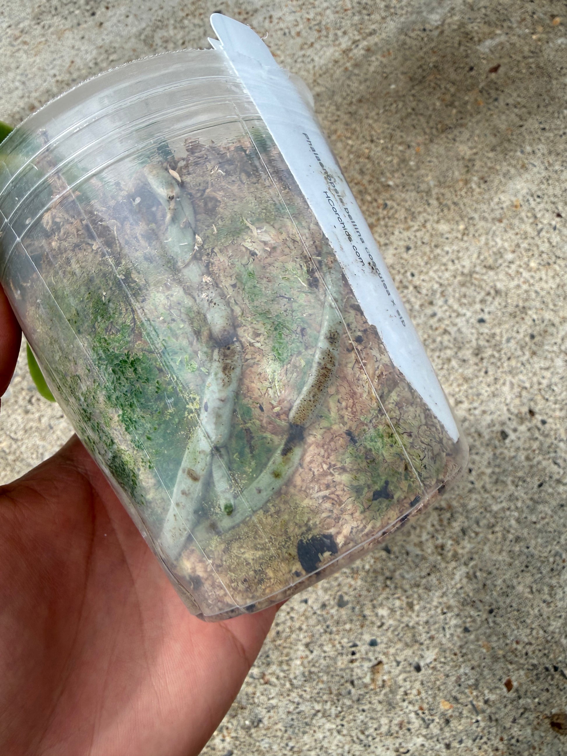 HCorchids