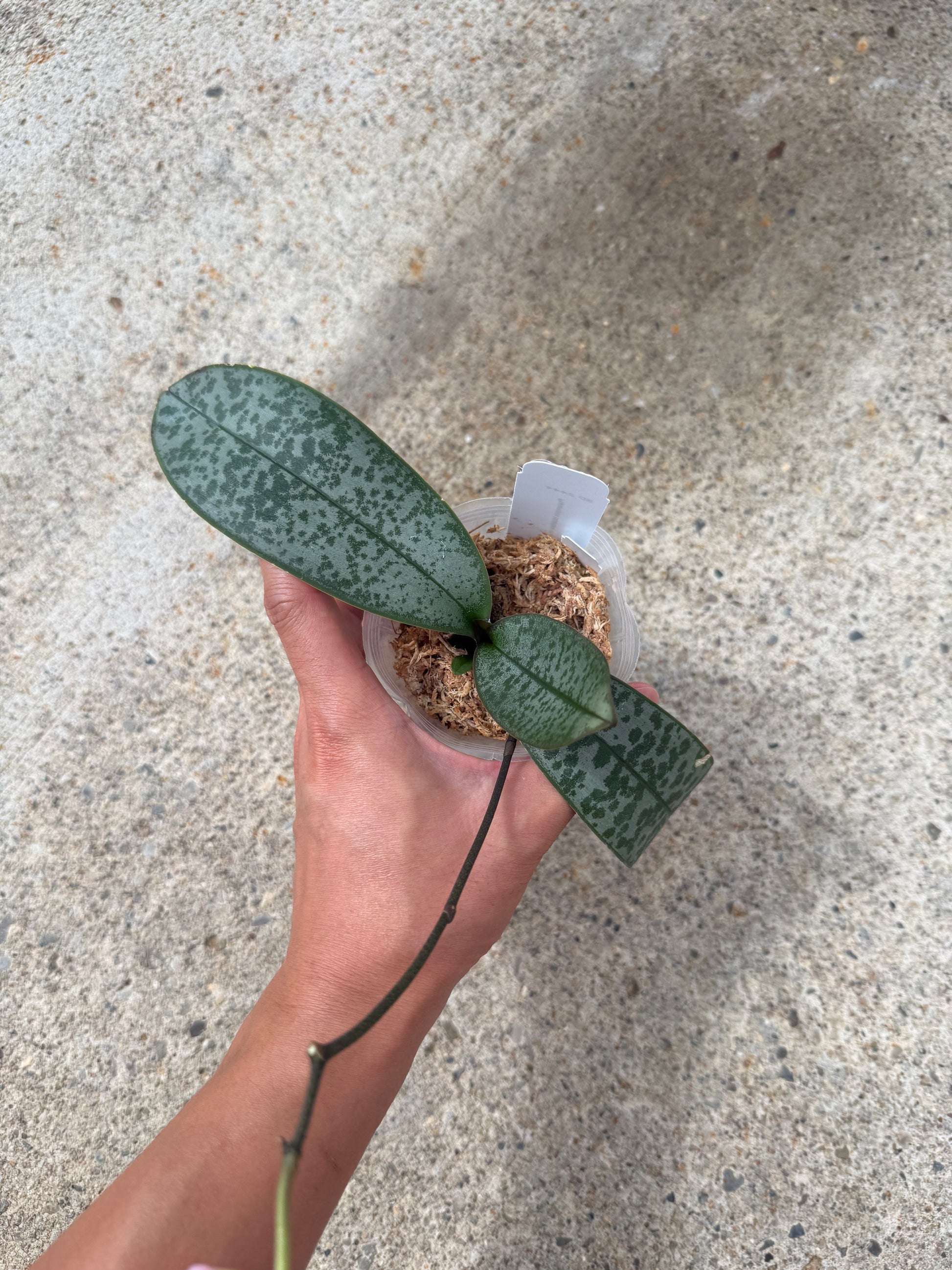 HCorchids