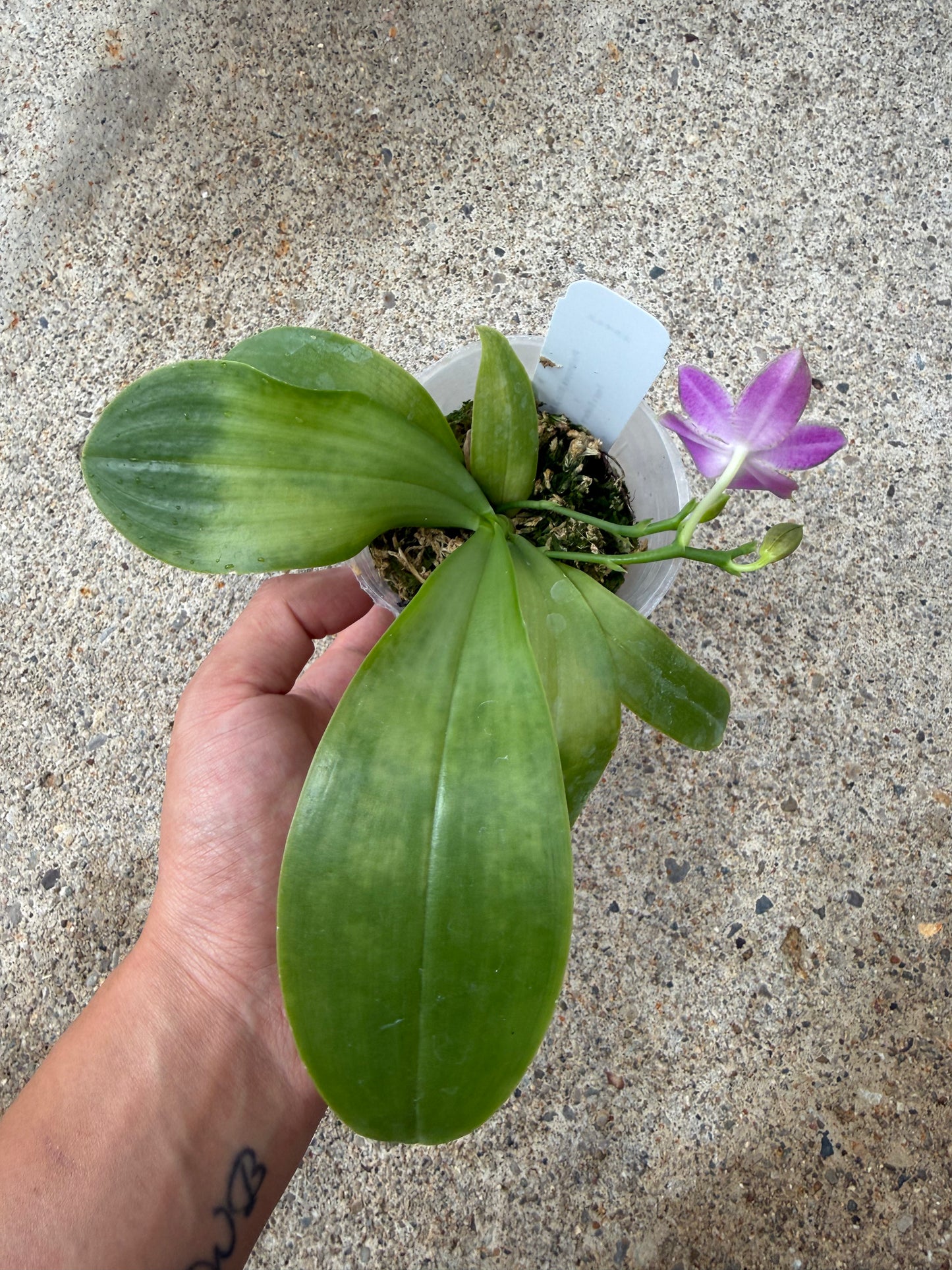 Phalaenopsis Freya’s Blue Heaven