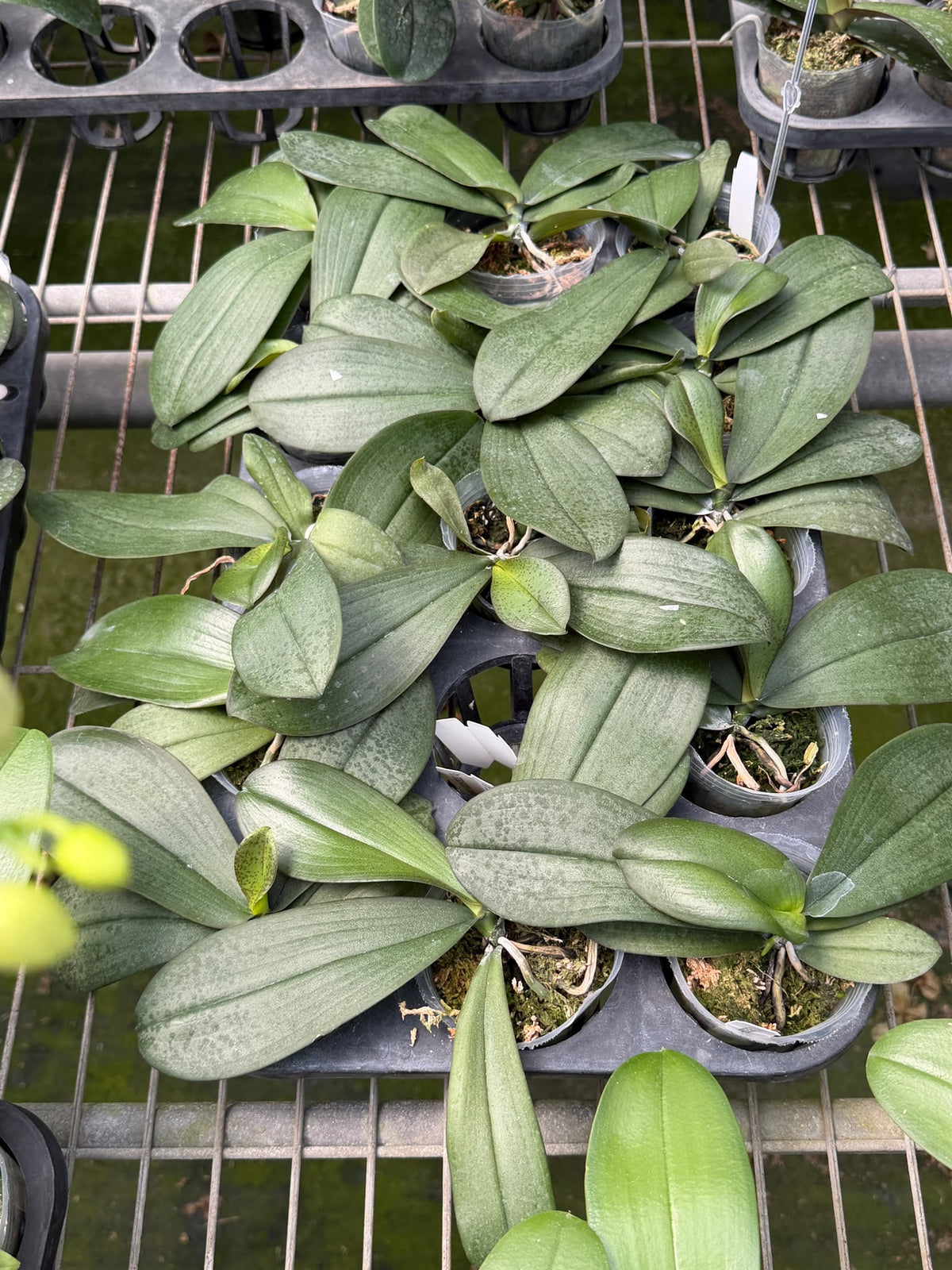 Phalaenopsis (tetraspis - mariae) x celebensis