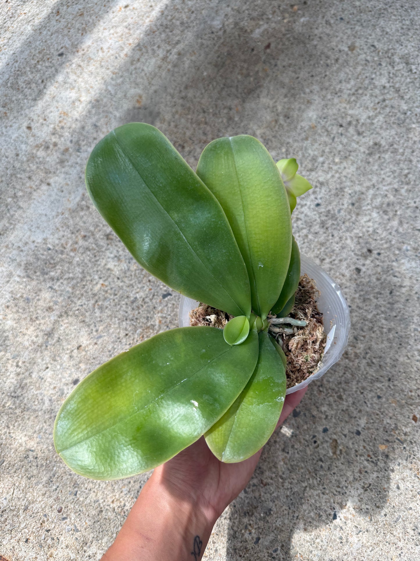 Phalaenopsis bellina coerulea x sib