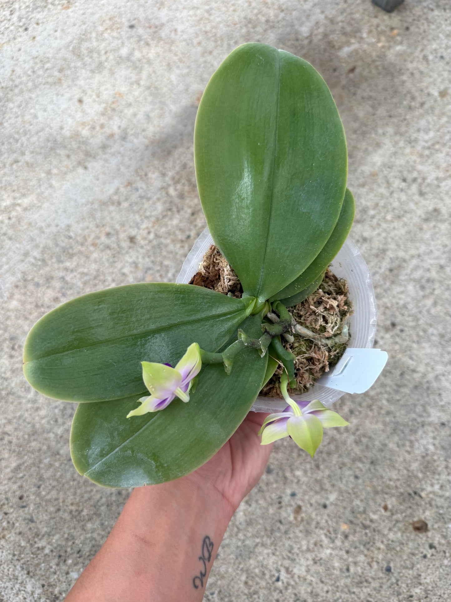 Phalaenopsis bellina coerulea x sib