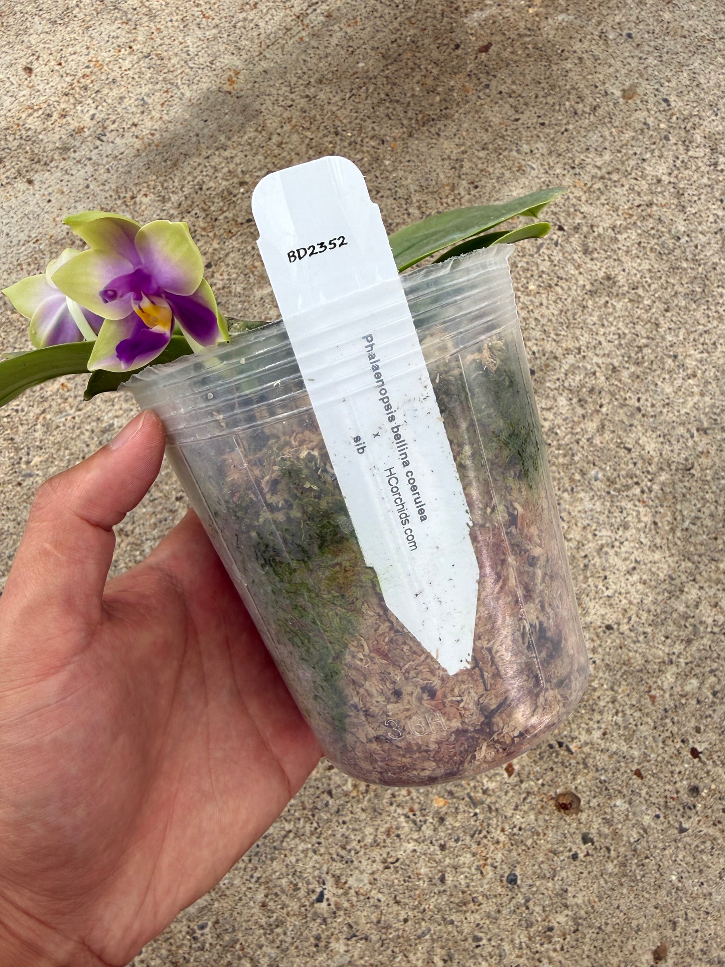 Phalaenopsis bellina coerulea x sib