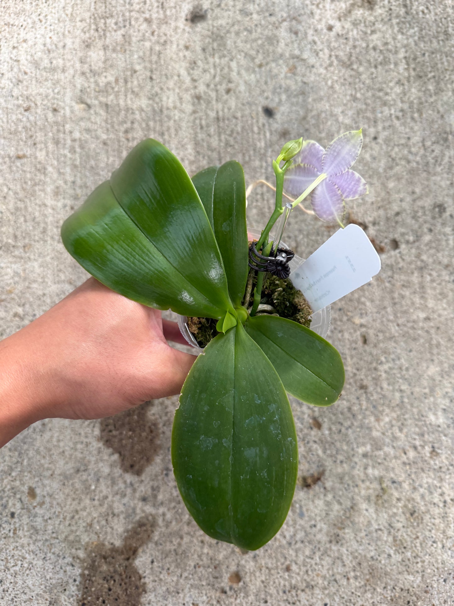 Phalaenopsis (Freya’s Blue Origin x LL Blue Spots)