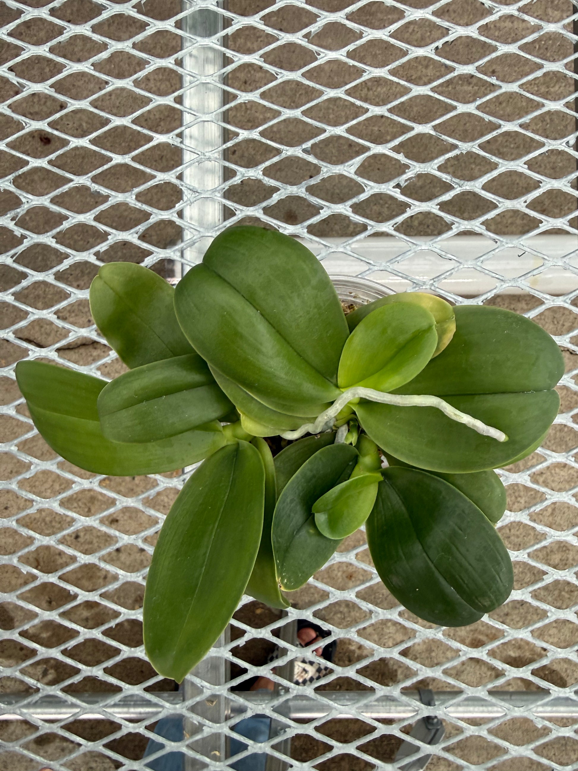 HCorchids