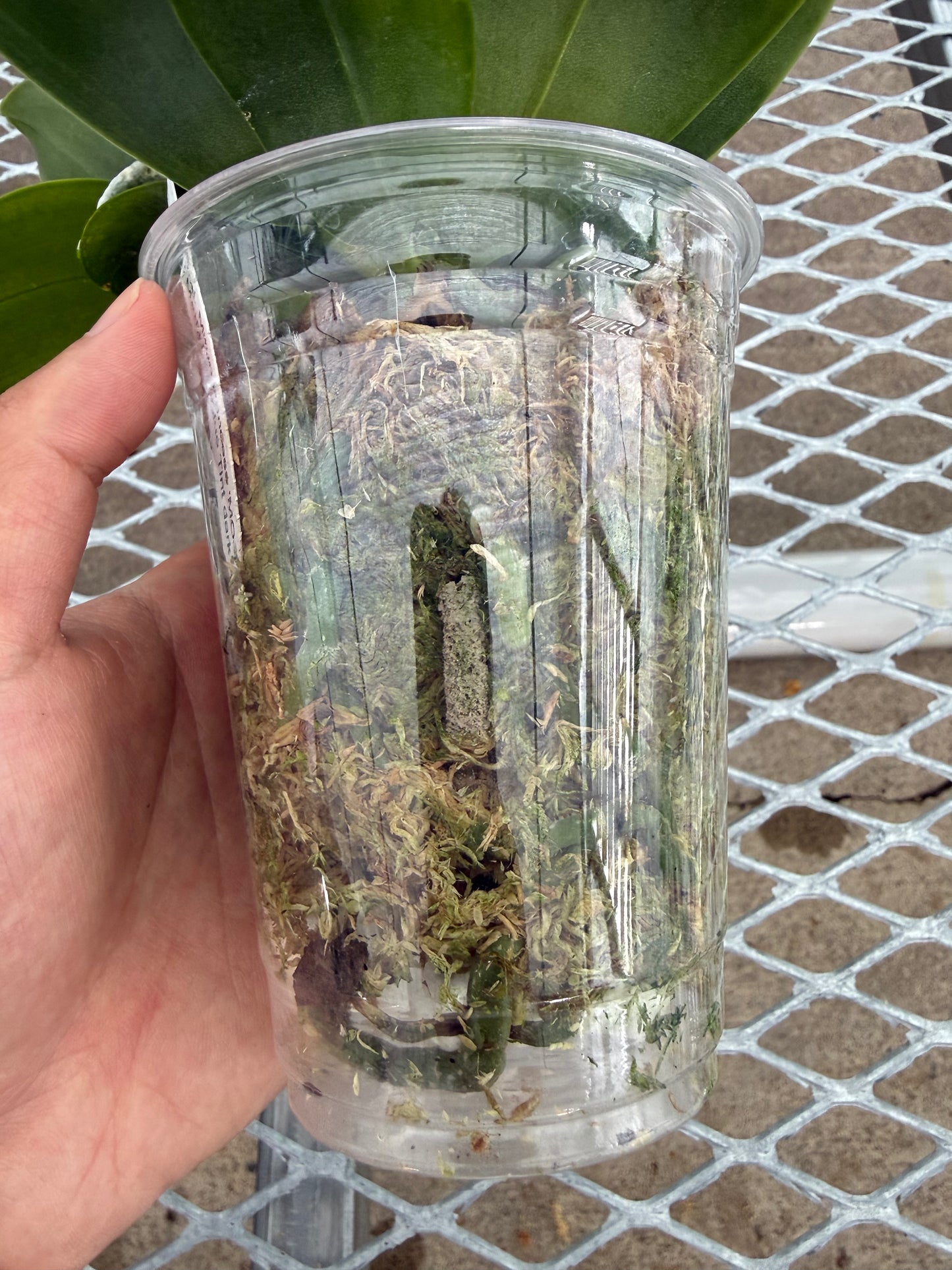 Compot QA055 - Phalaenopsis MS Princess Tint