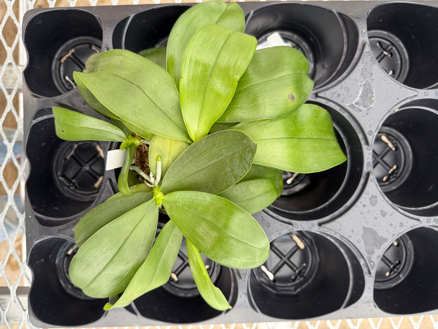 Compot QM418A - Phalaenopsis MS Blue Sapphire