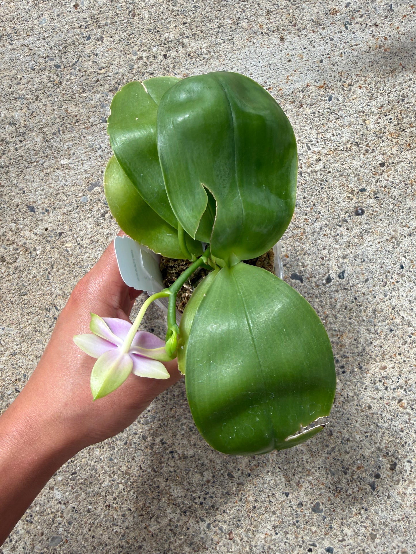 Phalaenopsis BKH 2353