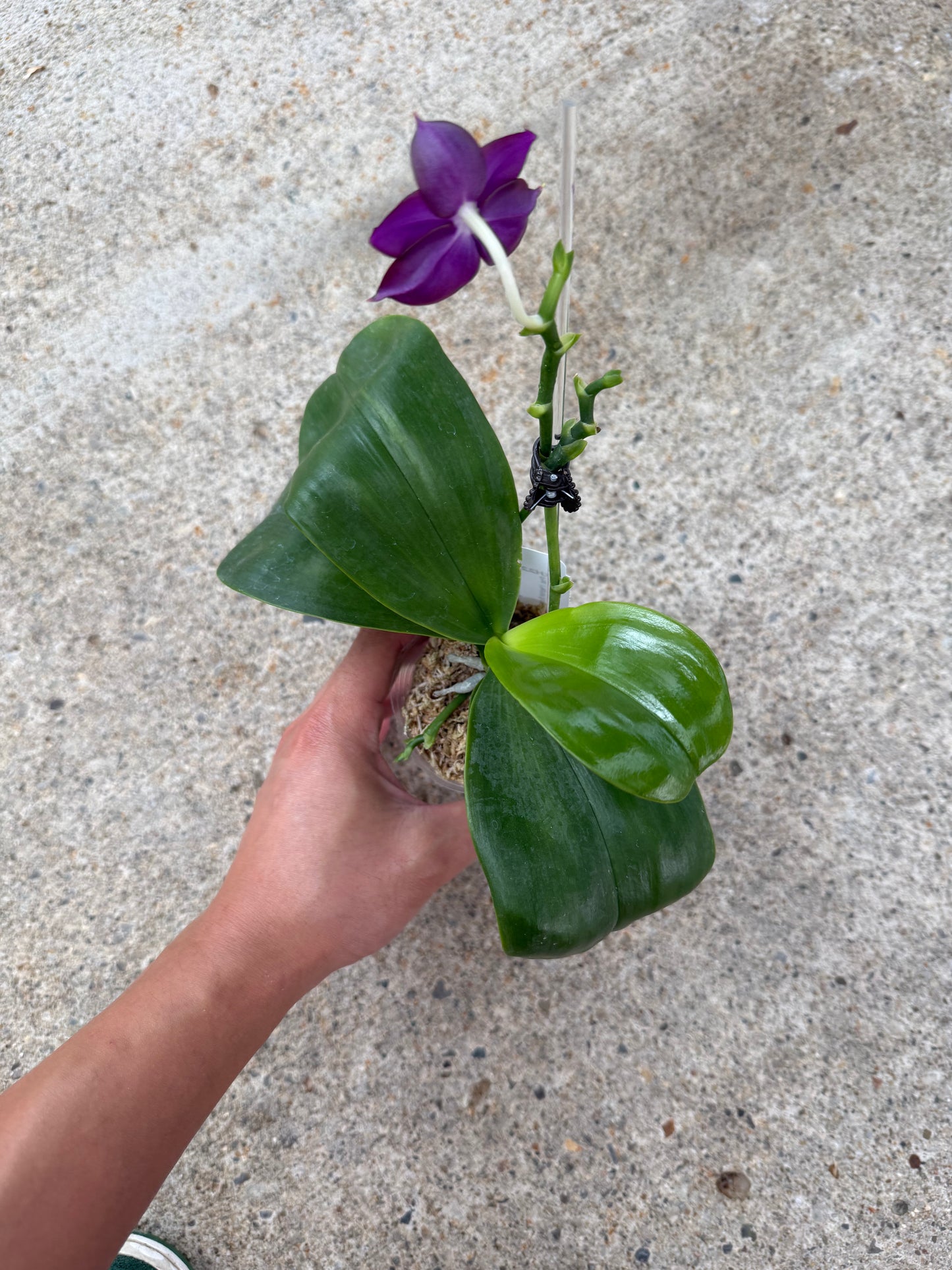 Phalaenopsis BKH 2252