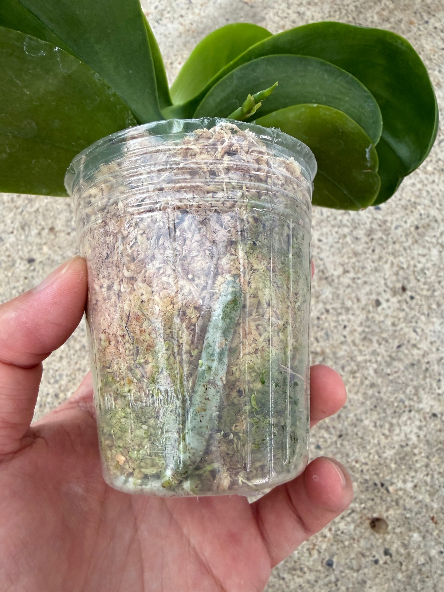 Phalaenopsis BKH 2252