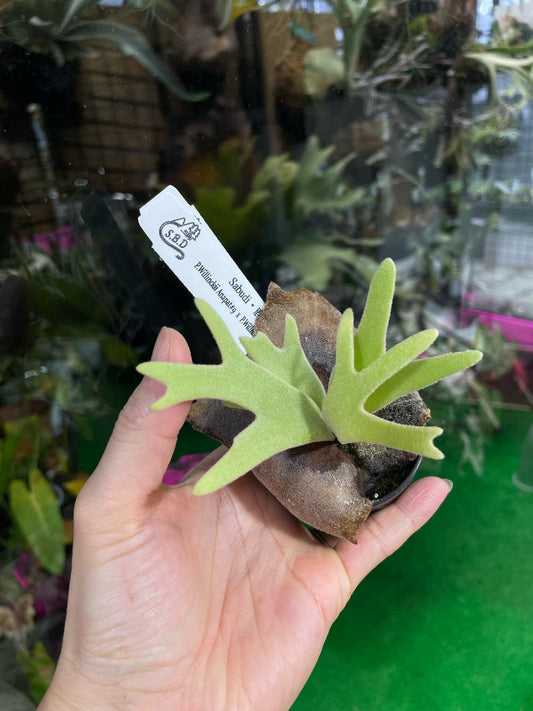 P. Willinckii anapat#9 x P. Willinckii Yellow moon spore”Select “