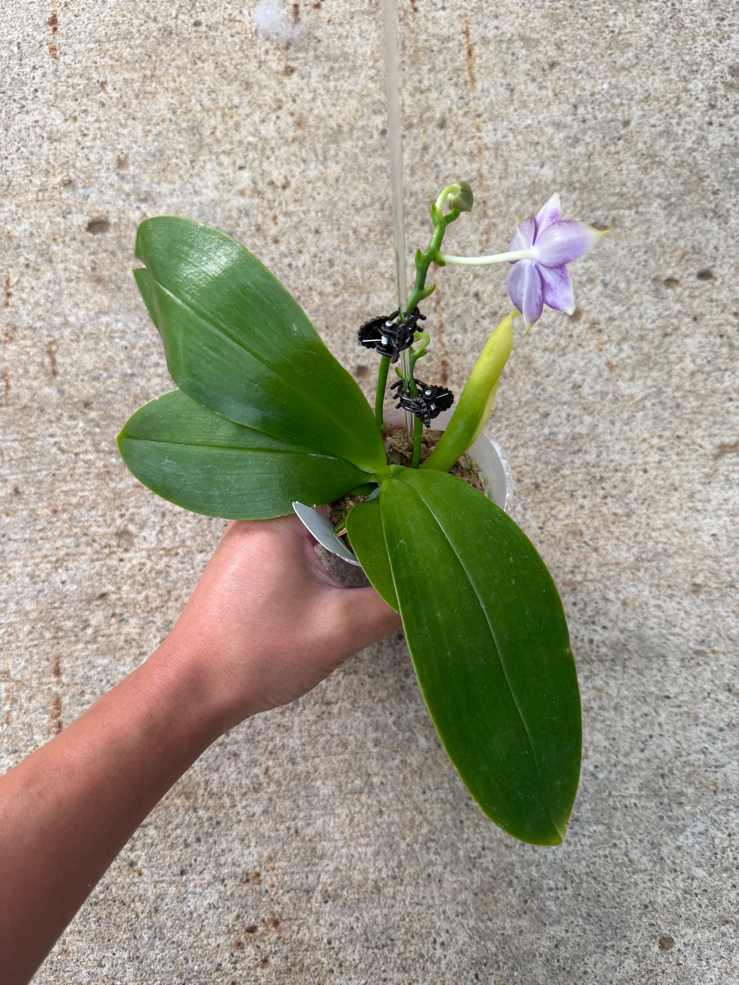 Phalaenopsis BKH 2397