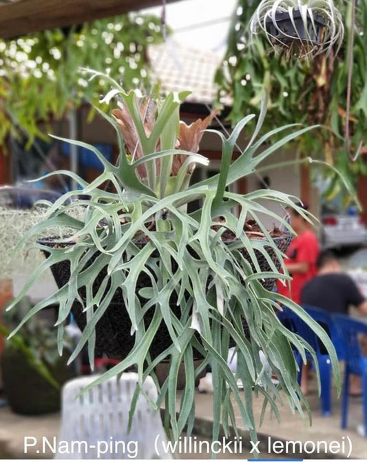 Platycerium Nam-ping
