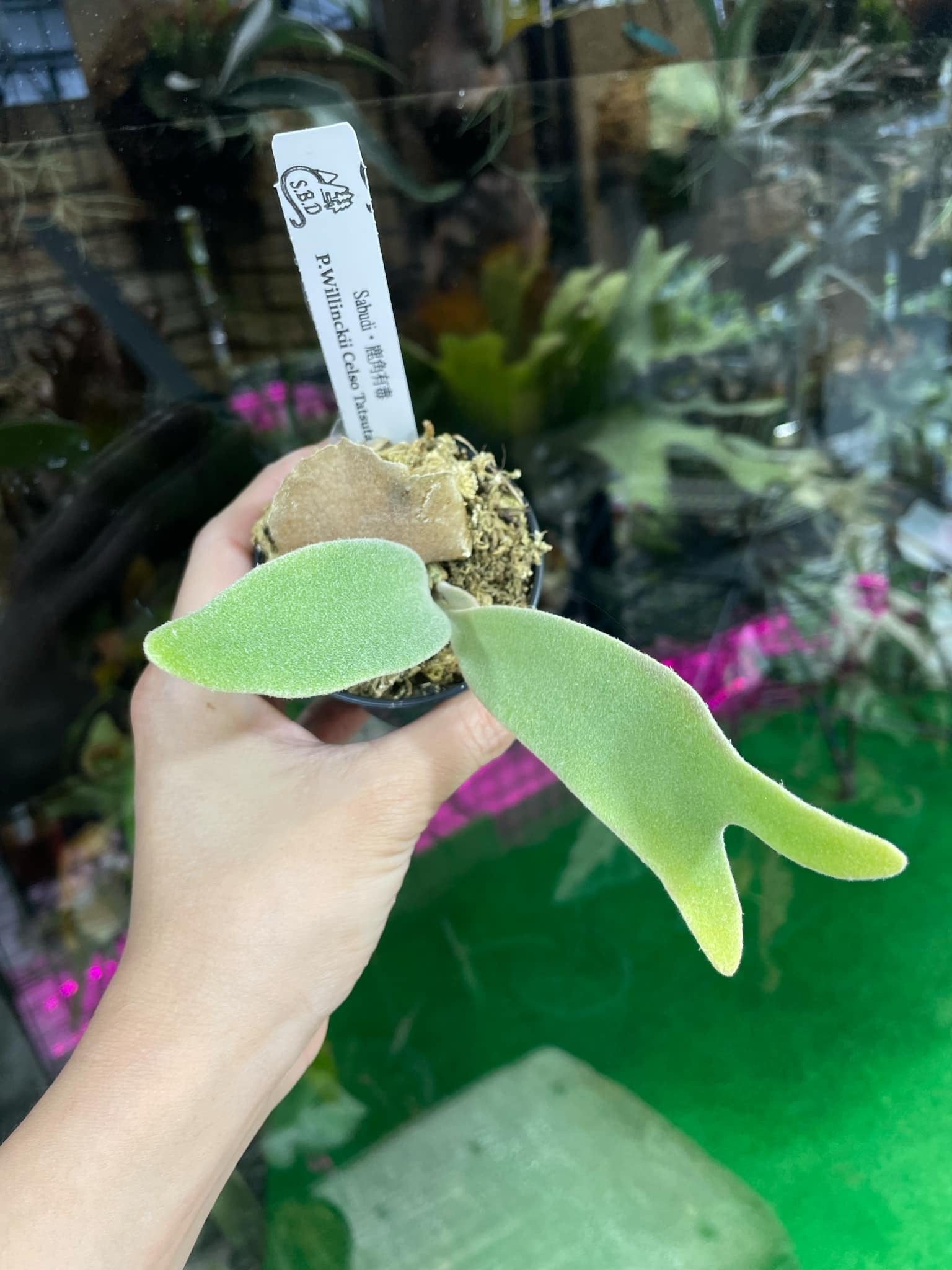 セルソタツタ　親株　大株　ビカクシダ セルソタツタ 親株 大株 ビカクシダ ビカクシダ セルソタツタ