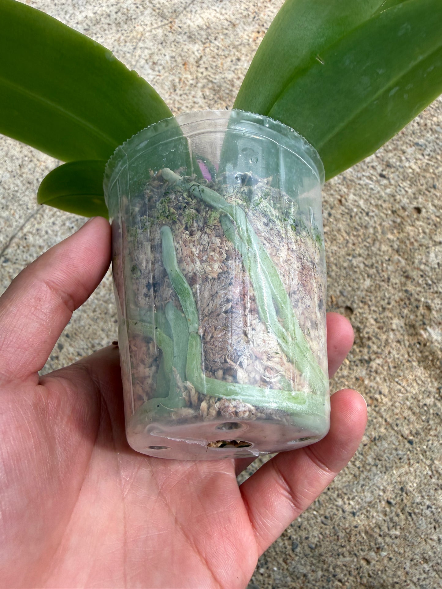 Phalaenopsis (Freya’s Blue Origin x Yang Yang Blue Dragonfly)
