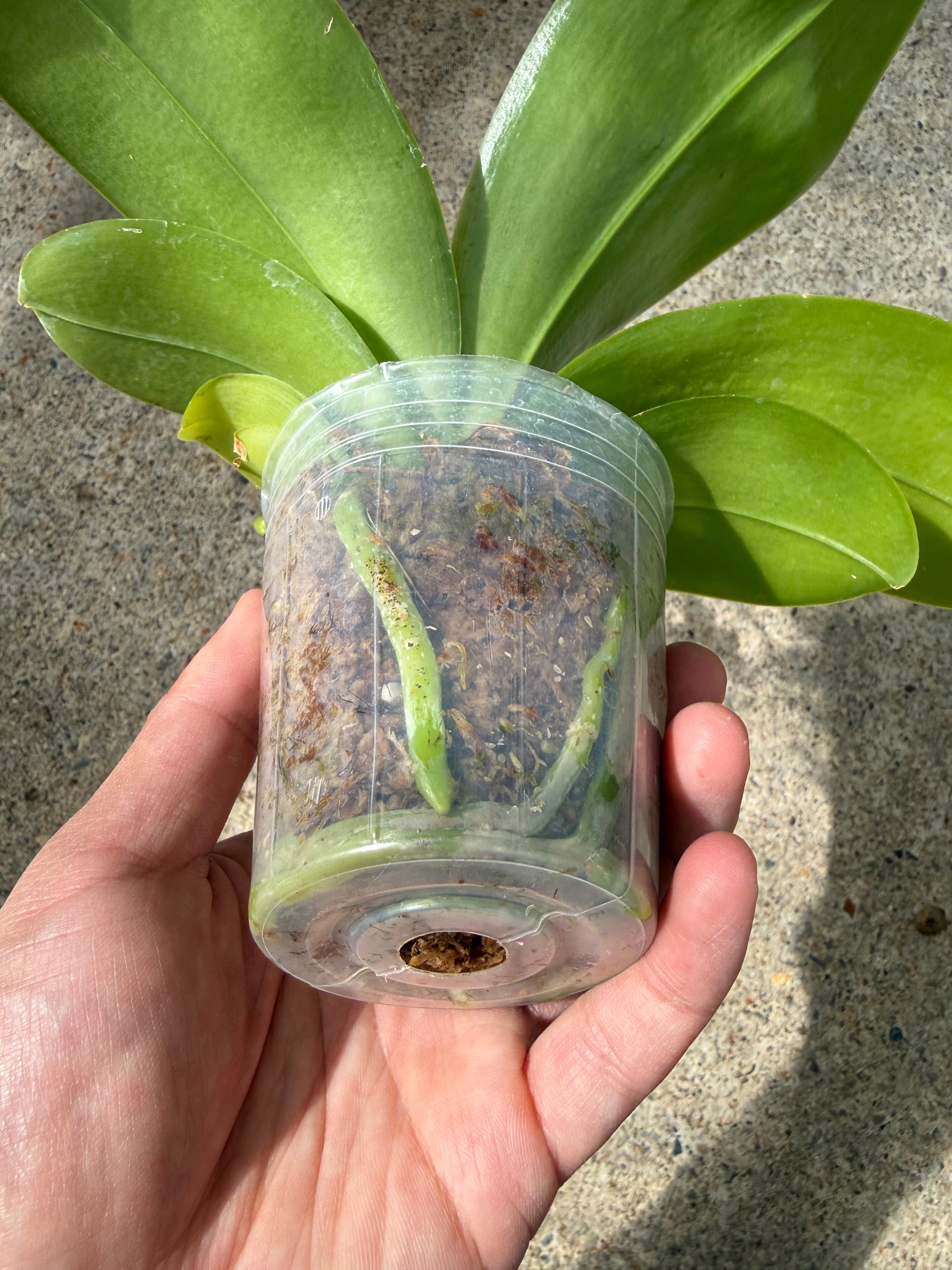 HCorchids