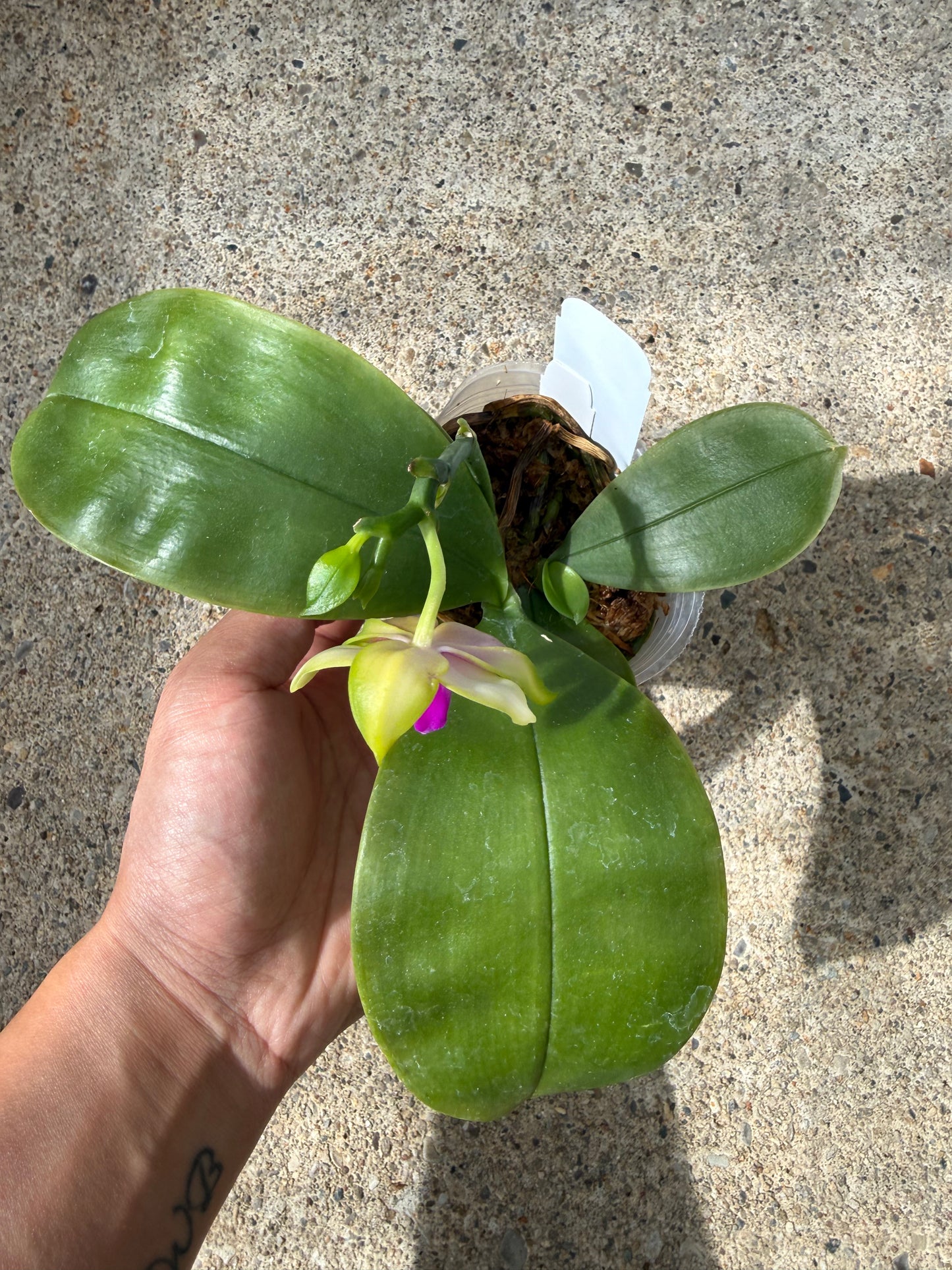 Phalaenopsis BKH 2324