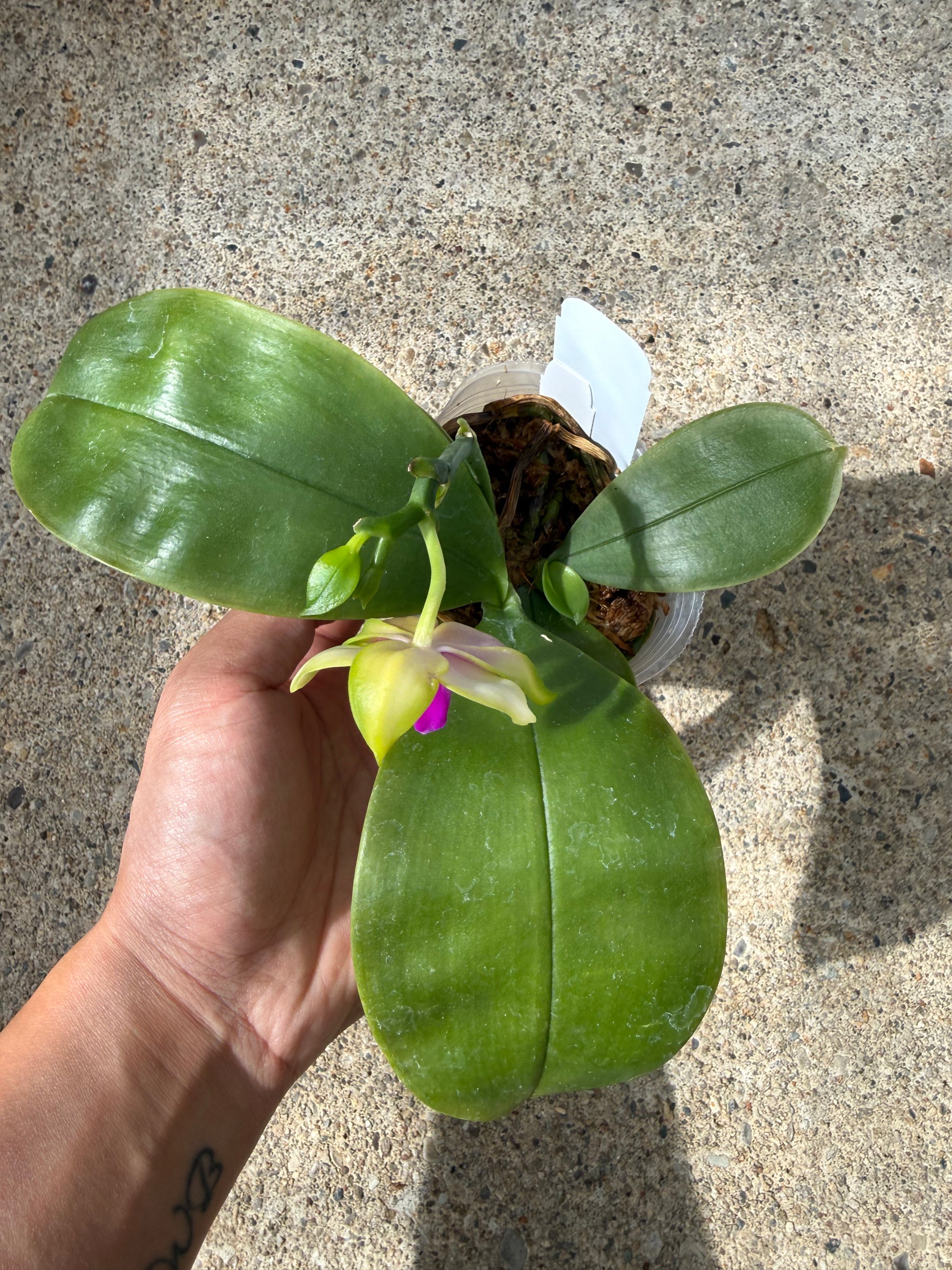 HCorchids