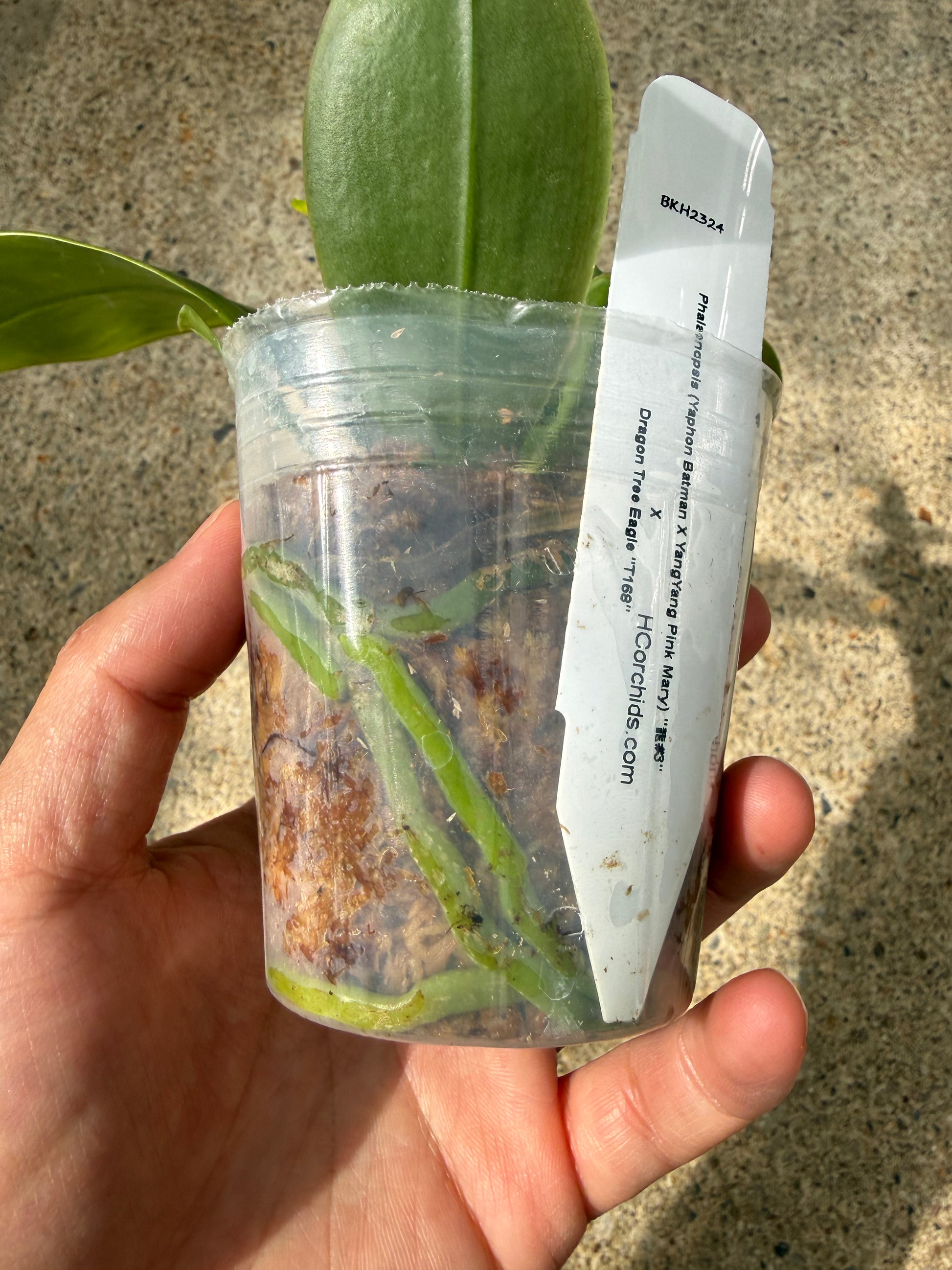HCorchids