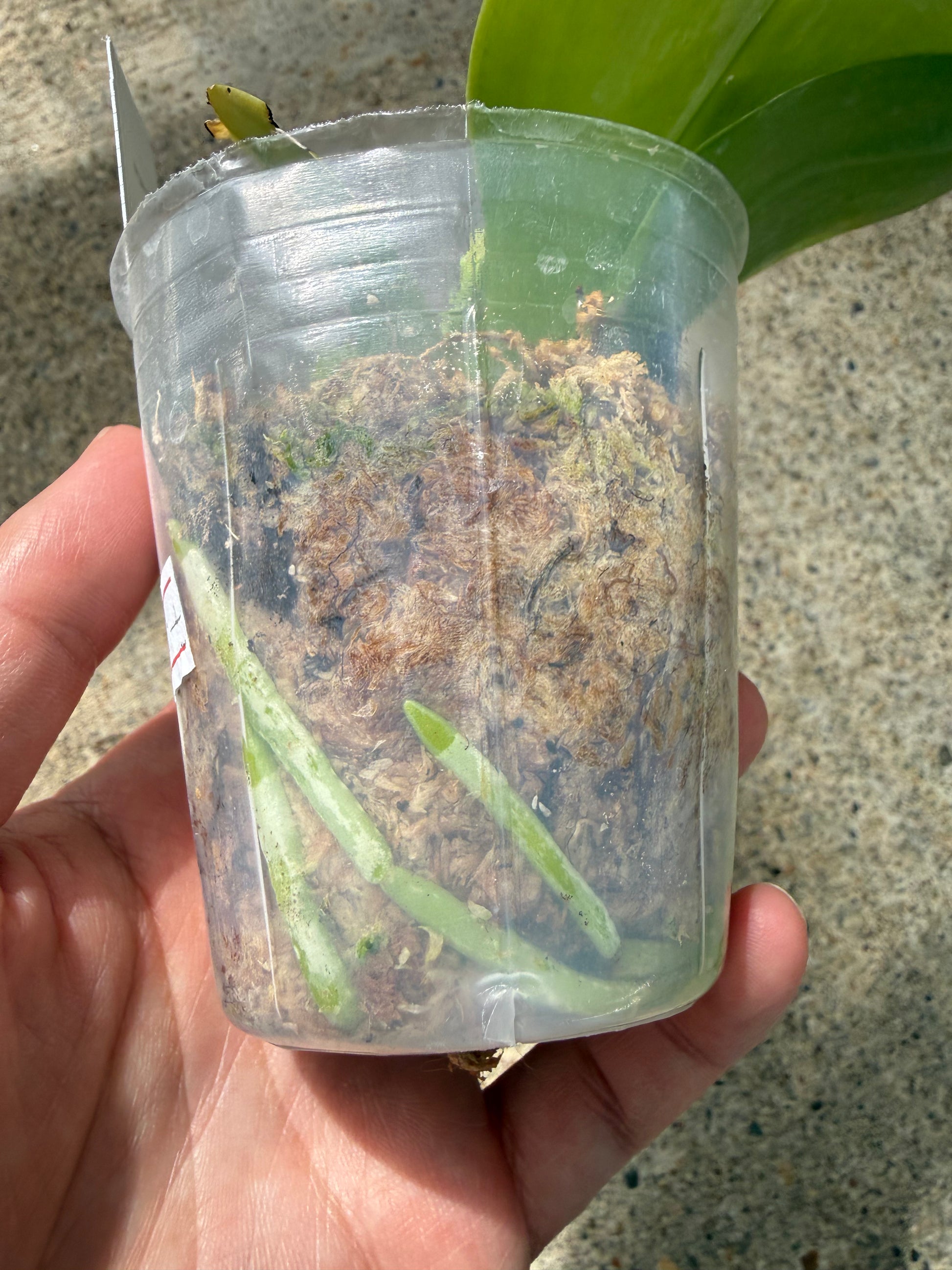 HCorchids