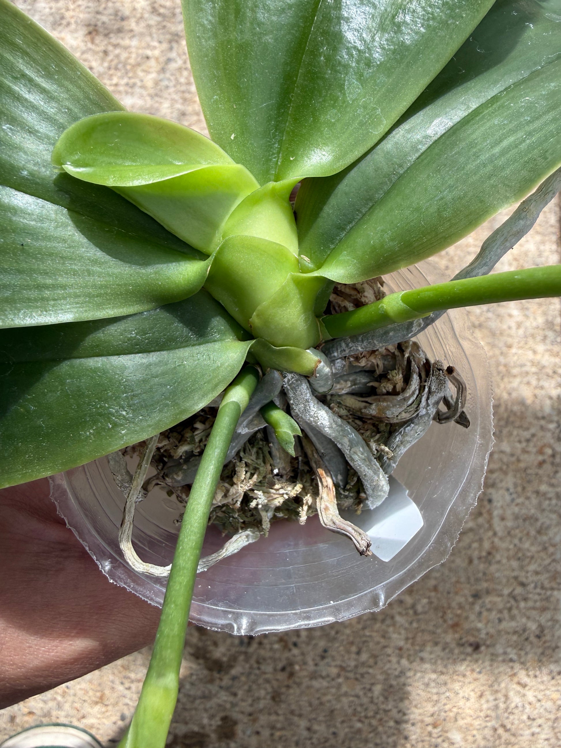 HCorchids