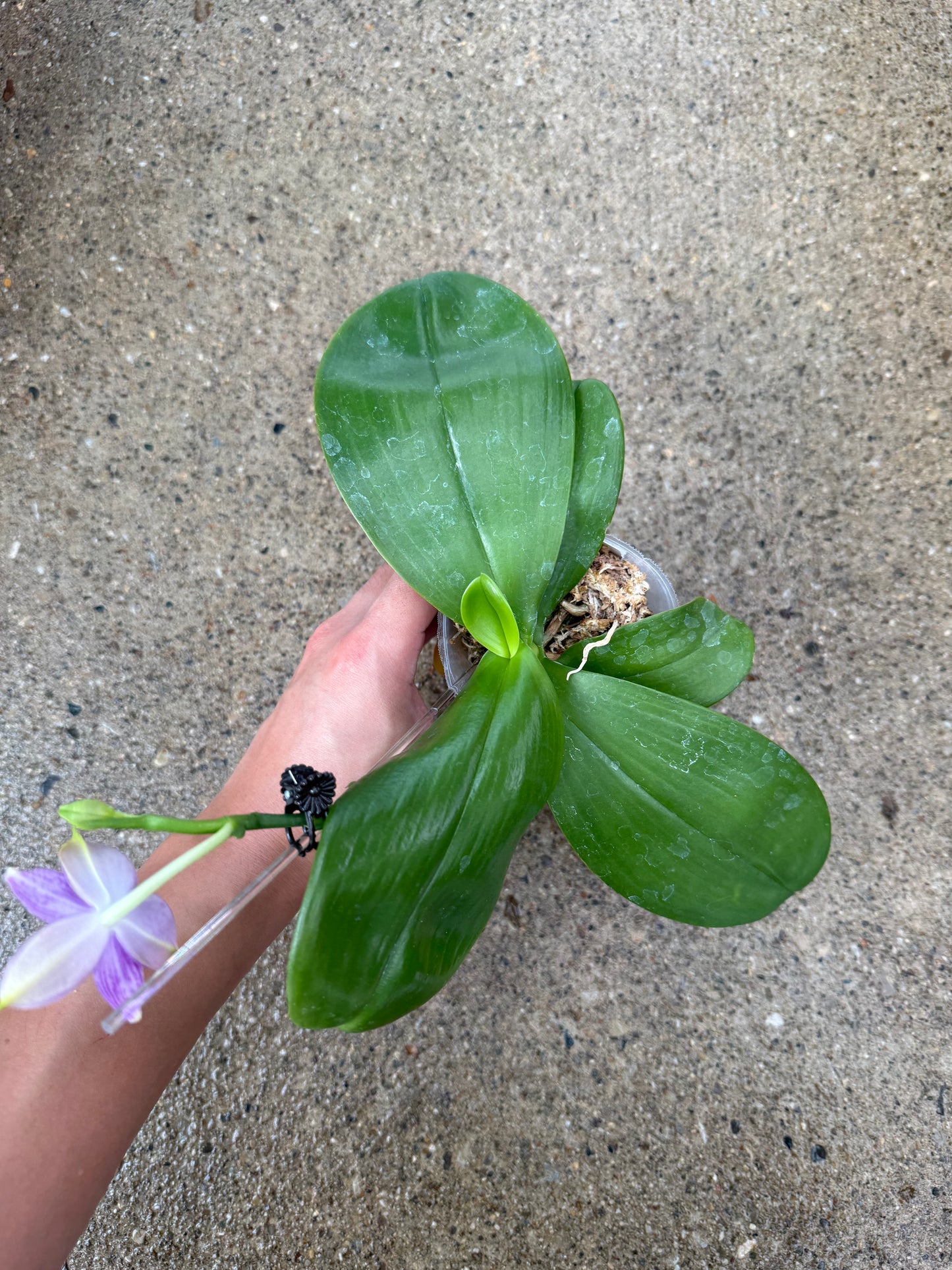 Phalaenopsis MS Elfy Jenn