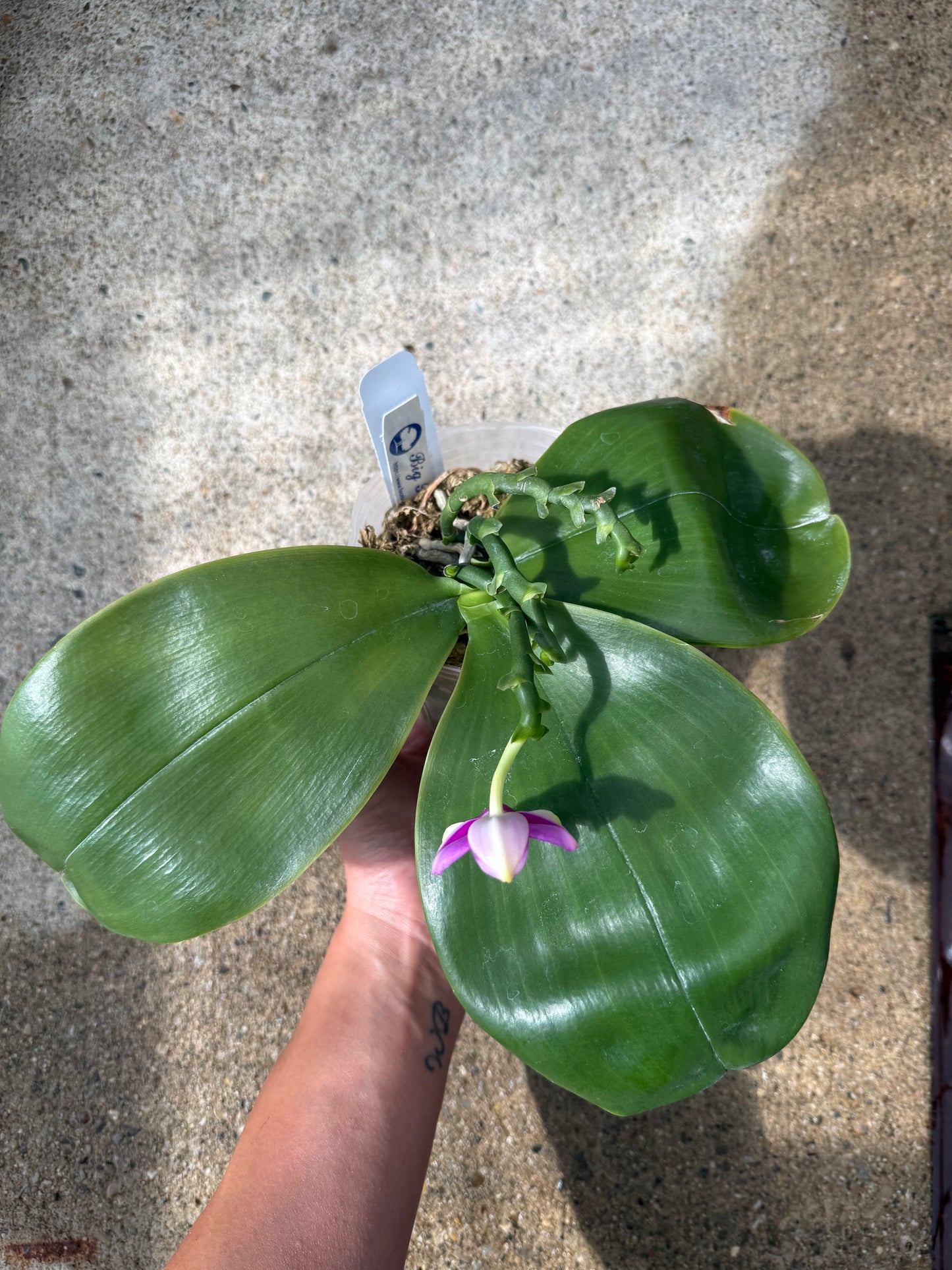 Phalaenopsis (bellina x LD Bellina Grosbeak)