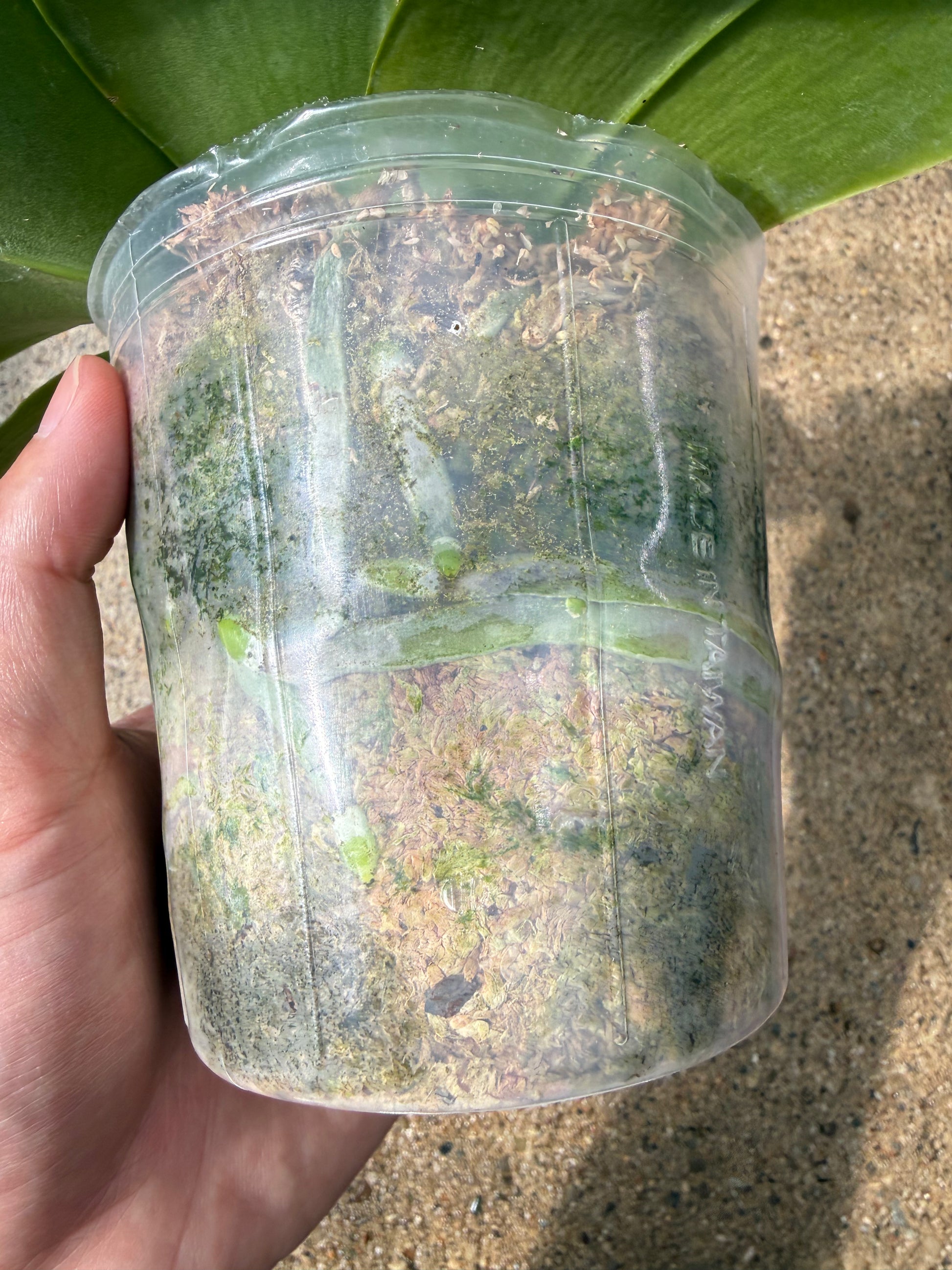 HCorchids