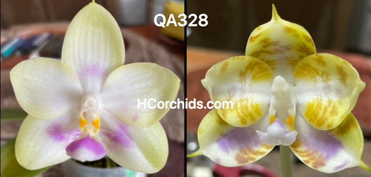 Flask - Phalaenopsis (Mainshow Mermaid #5 x MS Happy Tiger '399 #1')