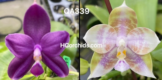 Flask - Phalaenopsis ((Norman's Blue Jennifer x Smiley Bluebird) x Mainshow Mermaid)