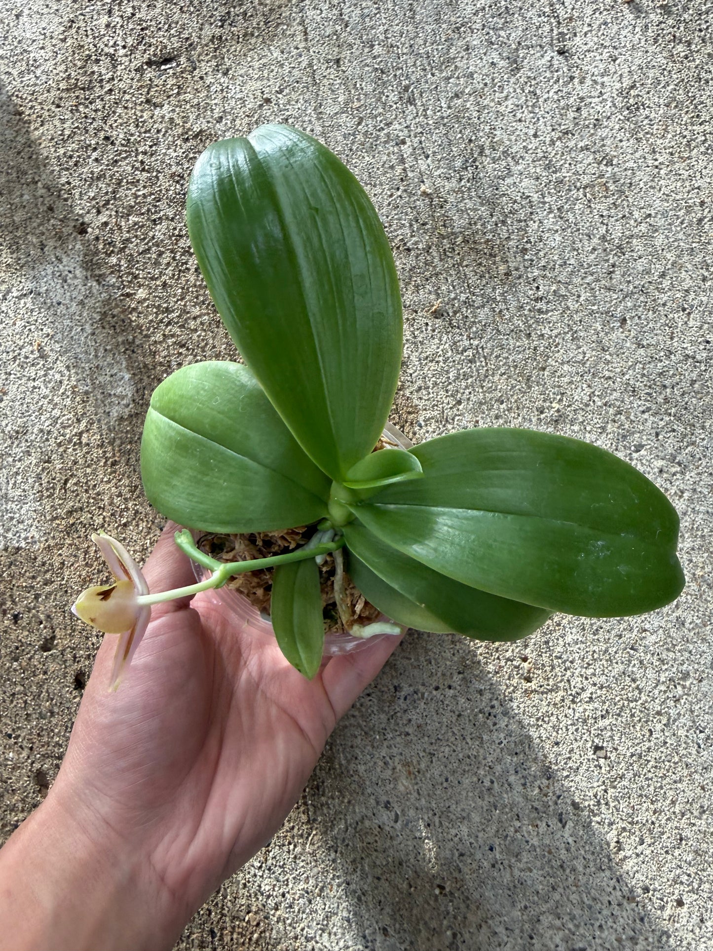 Phalaenopsis MS Mermaid’s Jewel