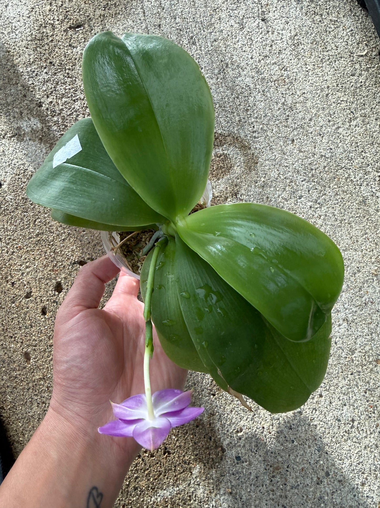Phalaenopsis BKH 2361
