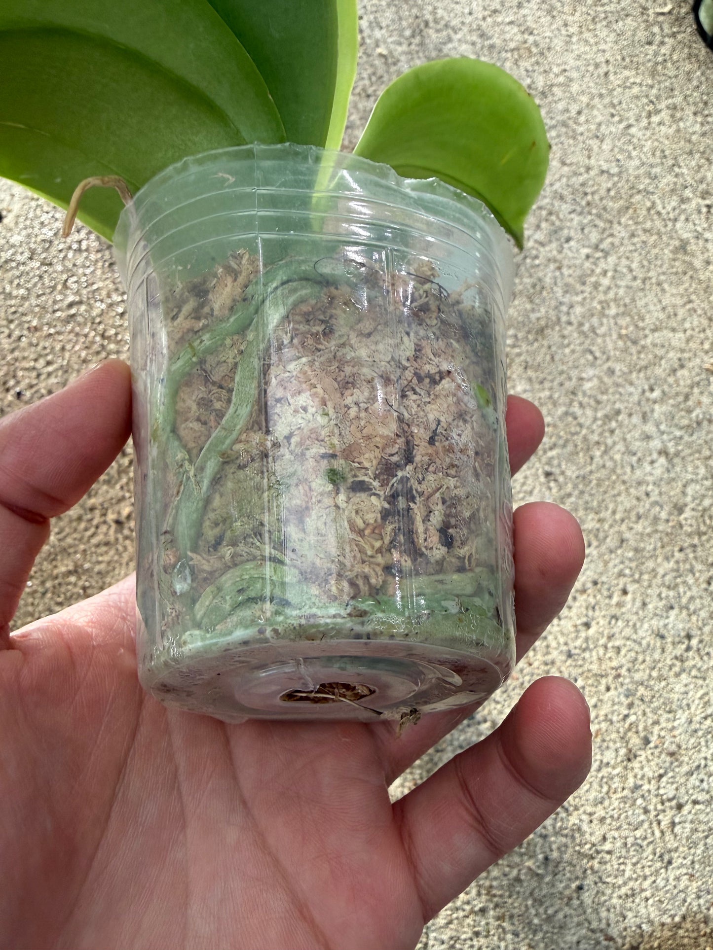Phalaenopsis BKH 2361