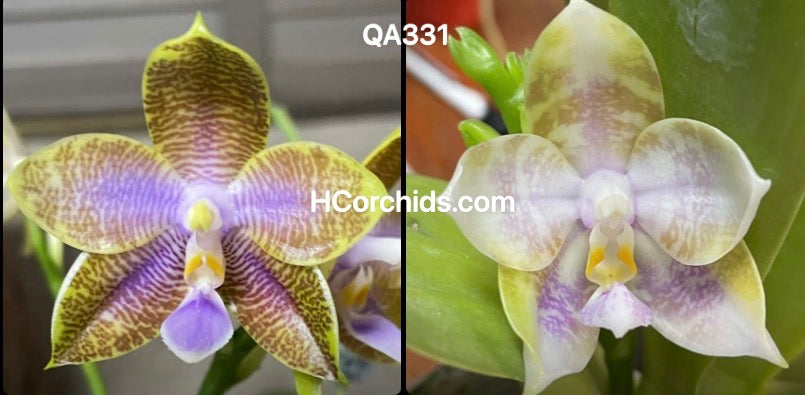 Flask - Phalaenopsis (MS Blue Jewel x Mainshow Mermaid)