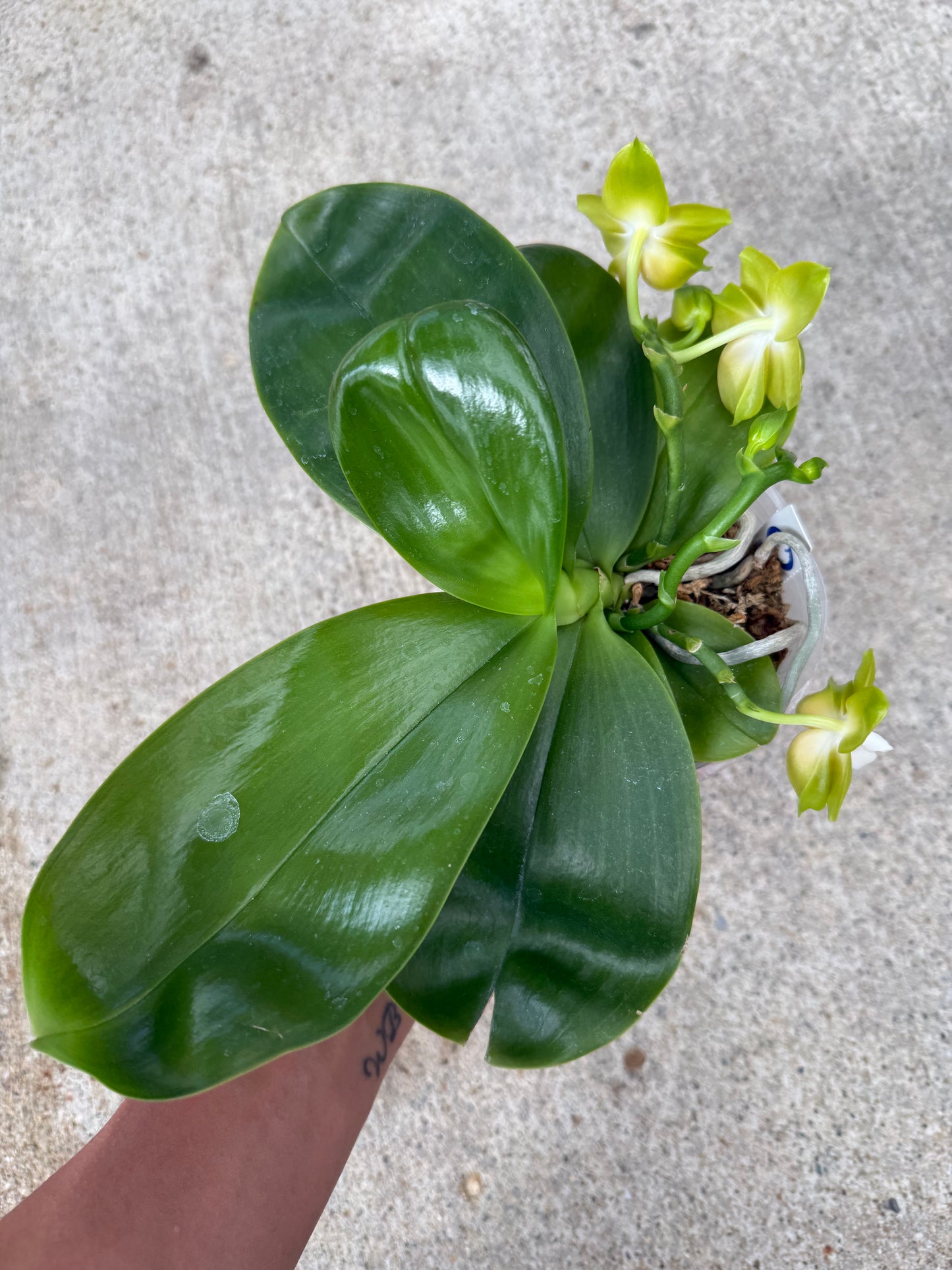 Phalaenopsis BT Royal Park