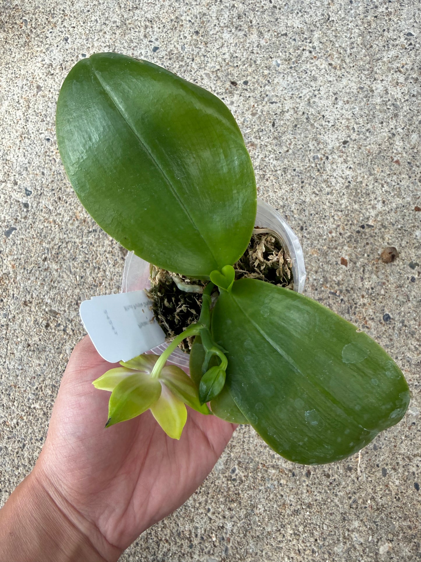 Phalaenopsis (LL Blue Family x Mituo Purple Dragon ‘Blue Penguin’)