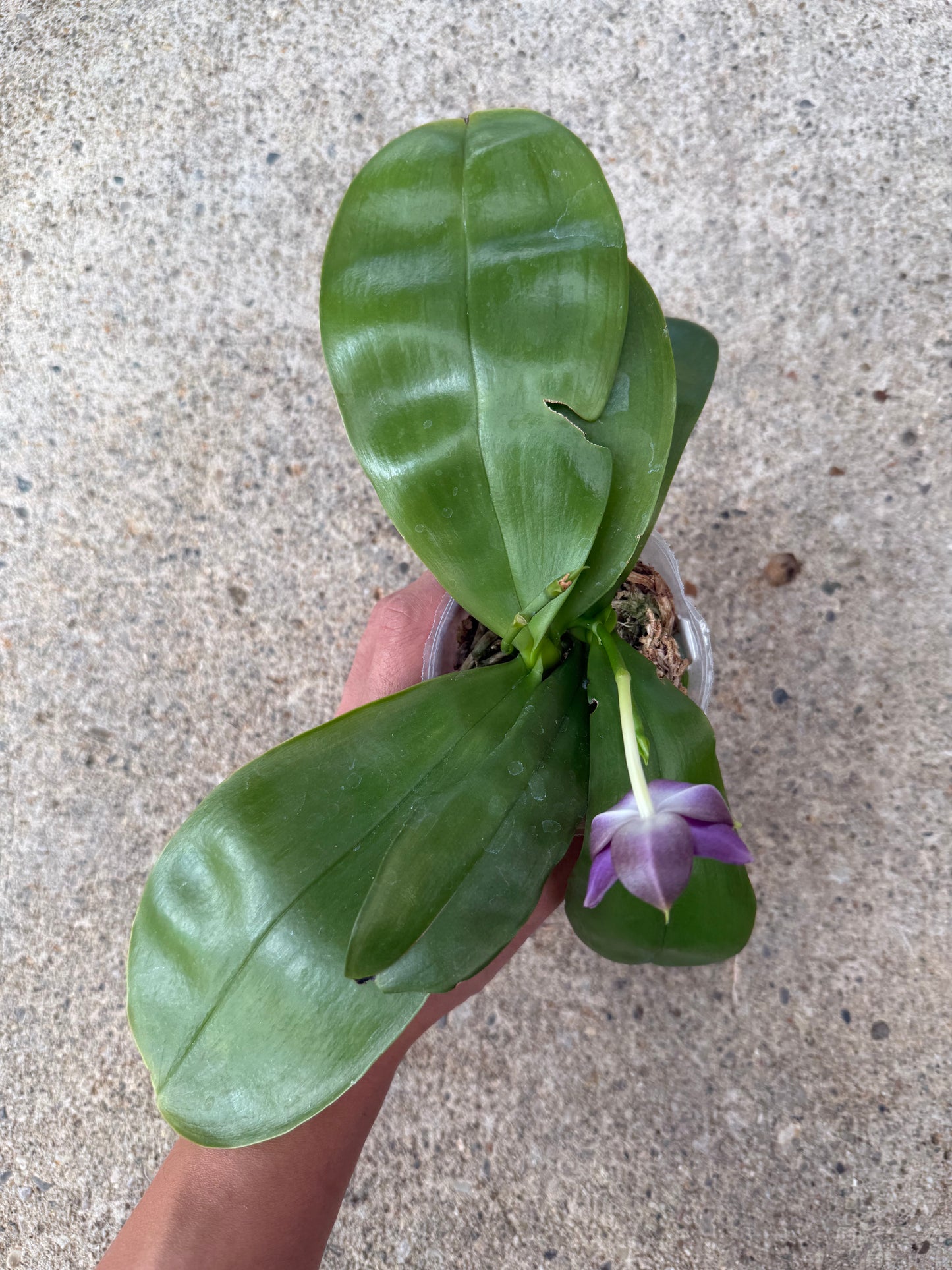 Phalaenopsis MS Elfy Jenn