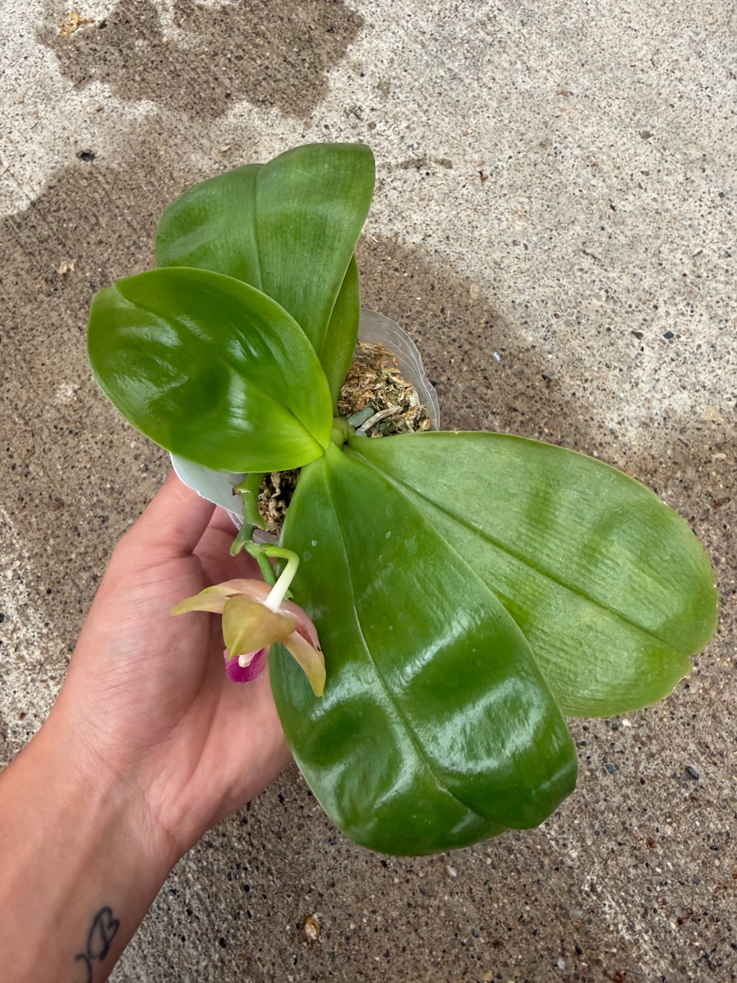 Phalaenopsis BKH 2399