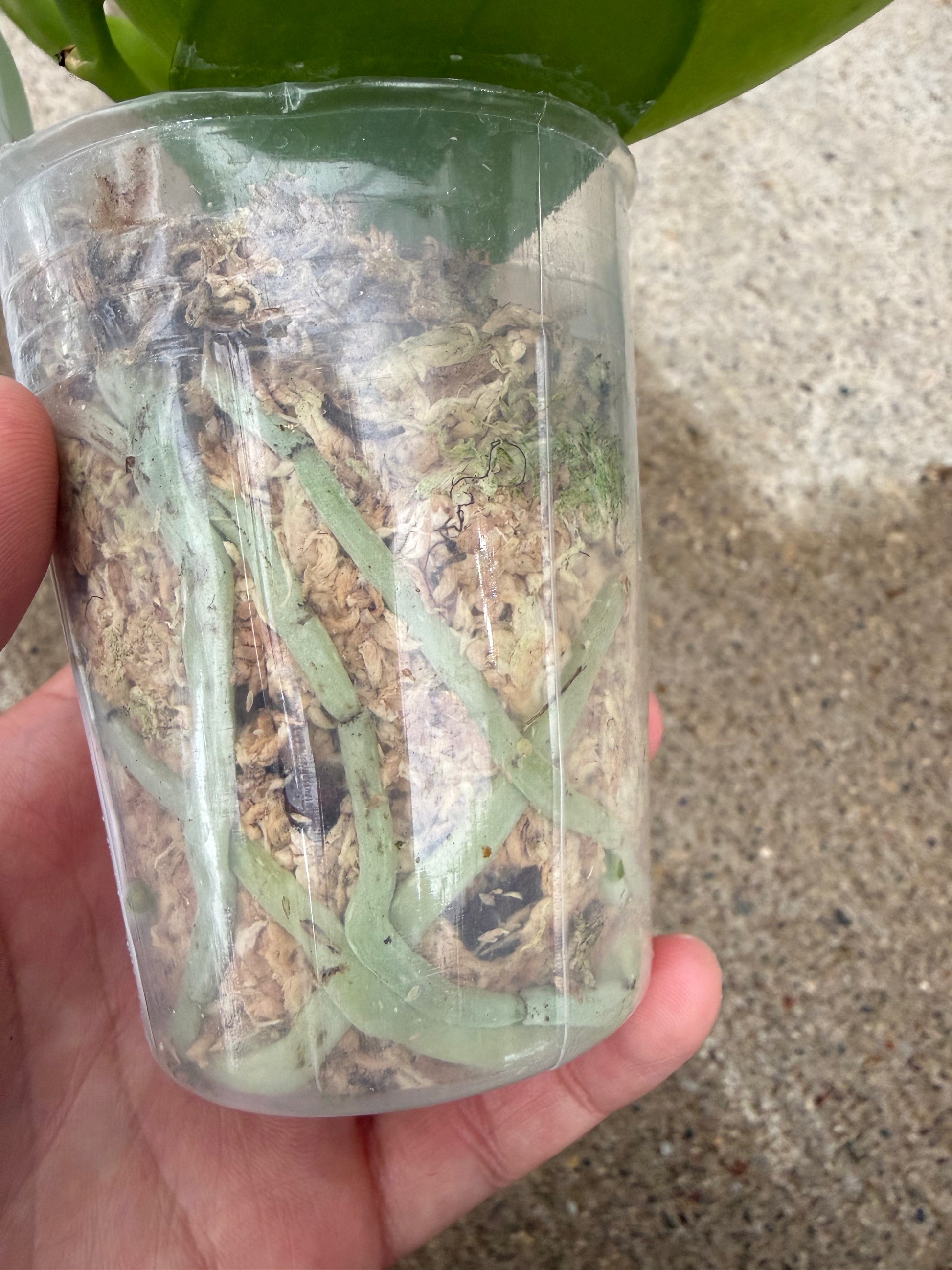 HCorchids
