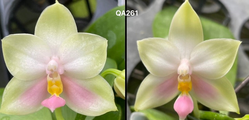 Phalaenopsis bellina delicata “Round Type” x sib