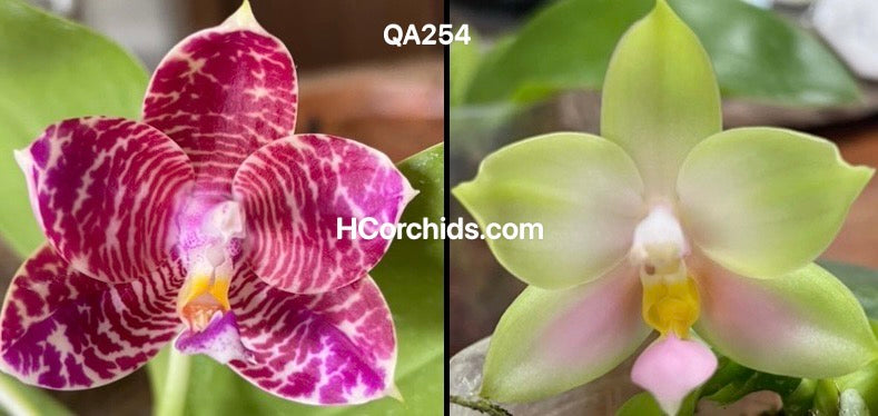 HCorchids