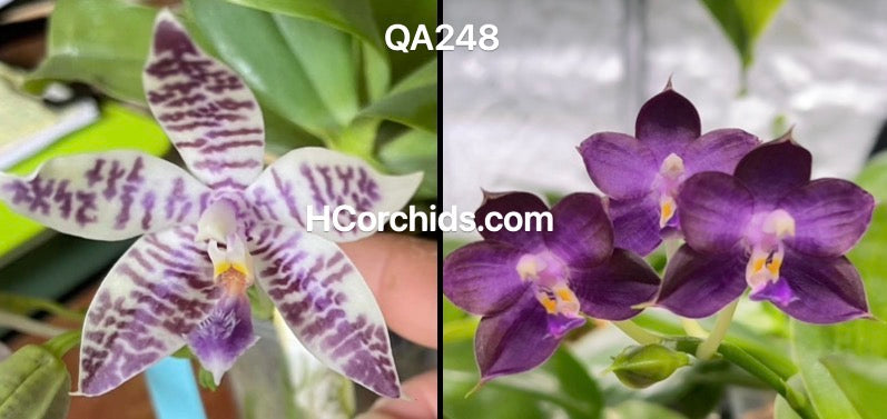 HCorchids