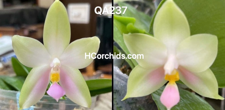 Phalaenopsis bellina delicata (wild type x round)